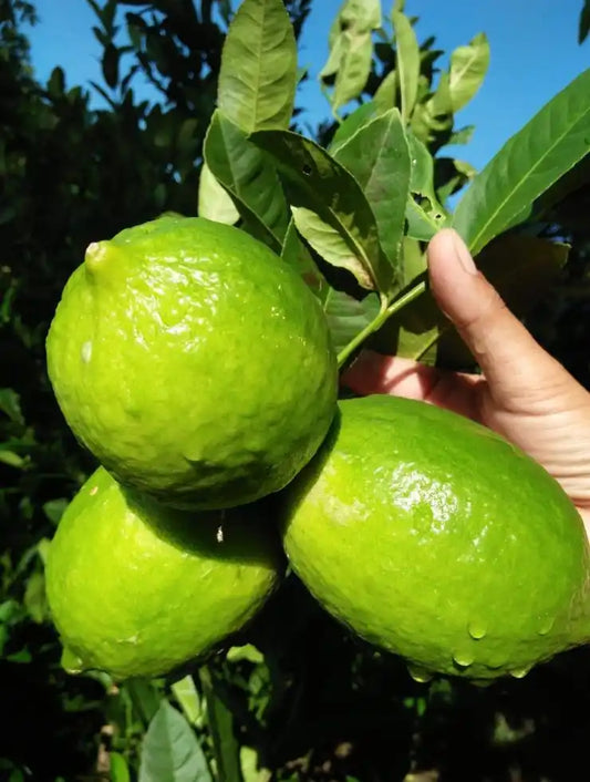 Seedless Lemon (Grafted) Fruit Plant  for Home & Terrace Gardening