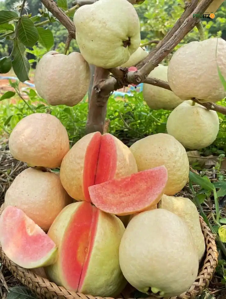 Seedless Red Diamond Guava Grafted Fruit Plant