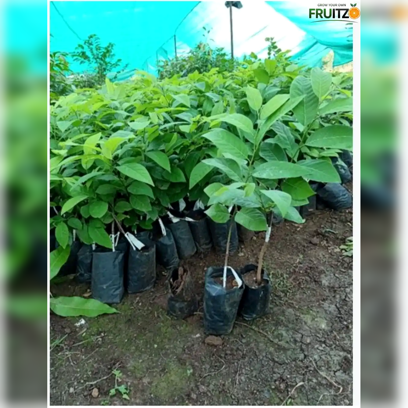 Red Custard Apple Grafted Plant for Home & Terrace Gardening