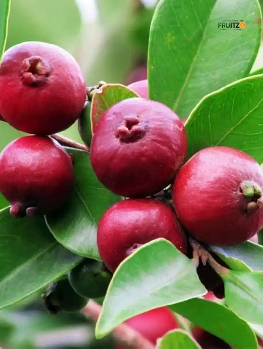 Strawberry Guava – A Perfect grafted Fruit PlantFor Home & Terrace Gardening