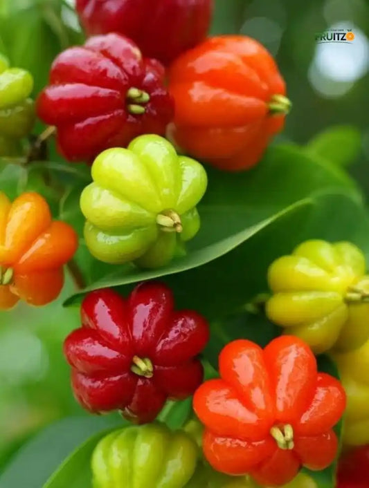 Surinam Cherry Grafted Plant for Home & Terrace Gardening