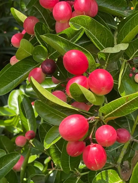 Sweet Karamcha Plant (Grafted) for Home & Terrace Gardening