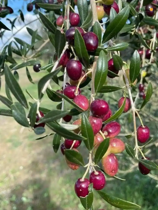 Sweet Olive Grafted Plant for Home & Terrace Gardening