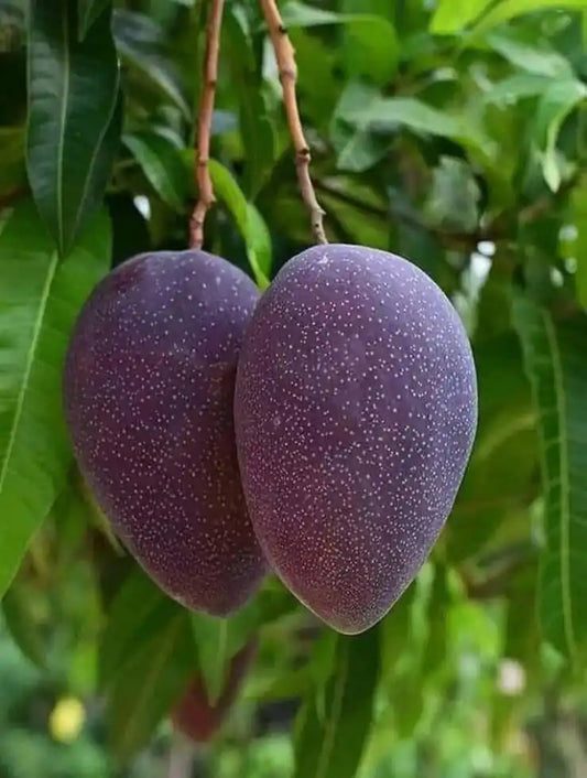 Black Kasturi Mango Grafted Plant For Home & Terrace Gardening