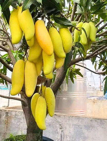 Thai Banana Mango Grafted Plant 1.5 - 2 Feet
