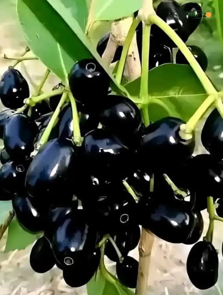 Thai Black Jamun Grafted Plant For Home Garden