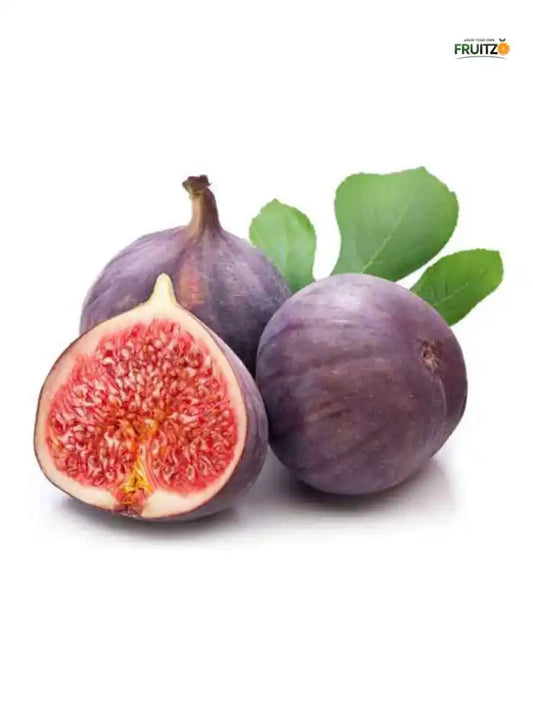 Thai Five-Finger Anjeer/ Fig Grafted Plant Home & Terrace Gardening