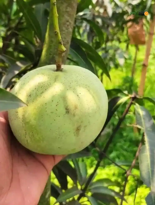 Thai Jambu Mango Grafted plant For Home & Terrace Gardening