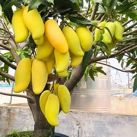 Thai Banana Mango Grafted Plant 1.5 - 2 Feet