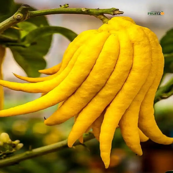 Five Finger / Buddhas Hand Grafted Lemon Plant  for Home & Terrace Gardening
