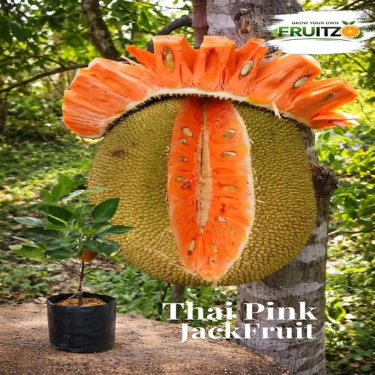 Thai Pink Jack Fruit Plant (All season Fruits) Grafted plant for Home & Terrace Gardening