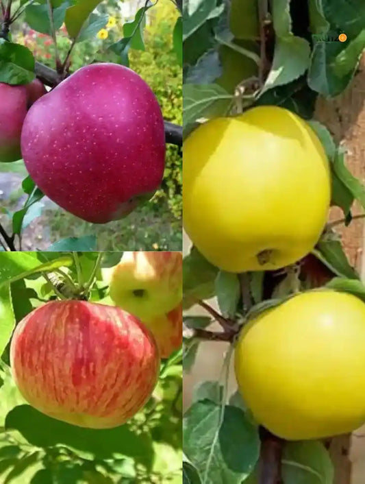 Three Star Apple Collection (Grafted) For Your Home and Terrace Garden(Anna,Hrmn, Golden Dorset)