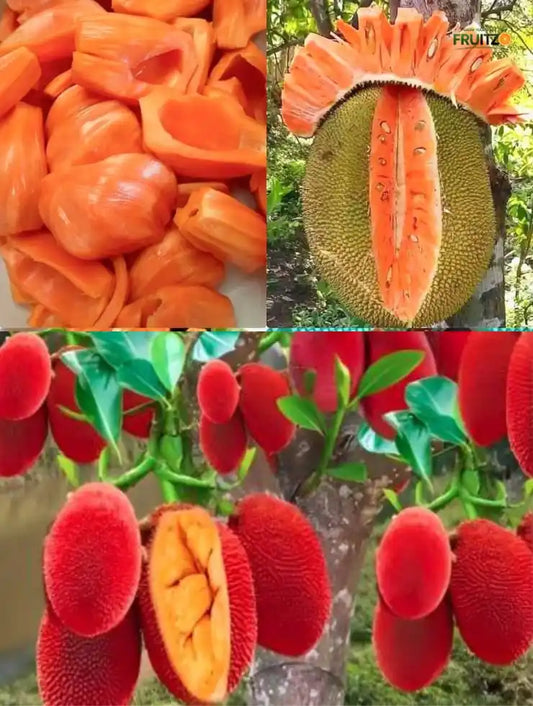 Two Delicious Jackfruit Grafted Plant For Home and Terrace Garden | (pink | Red) Pack of 2