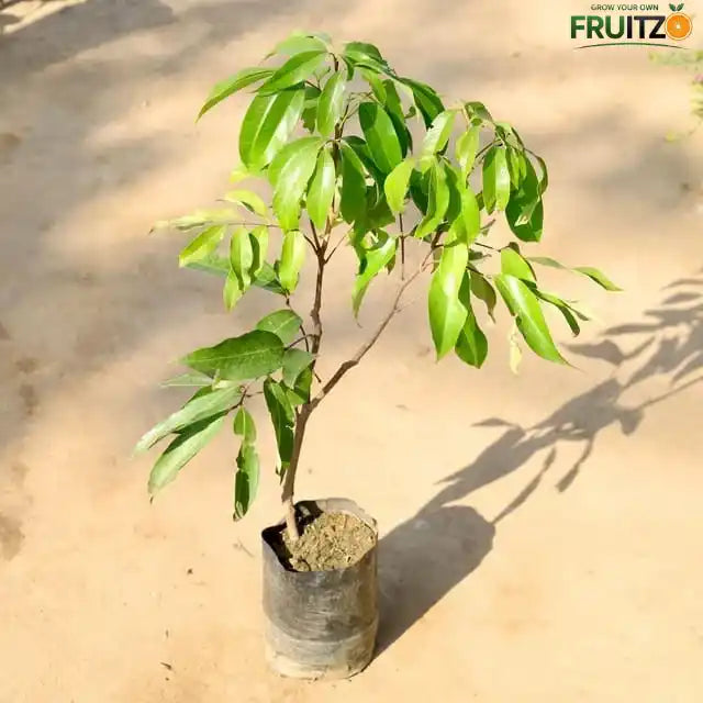 Muzaffarpur Shahi Litchi Grafted Fruit Plant 1 - 2 Feet For Home And Terrace Garden