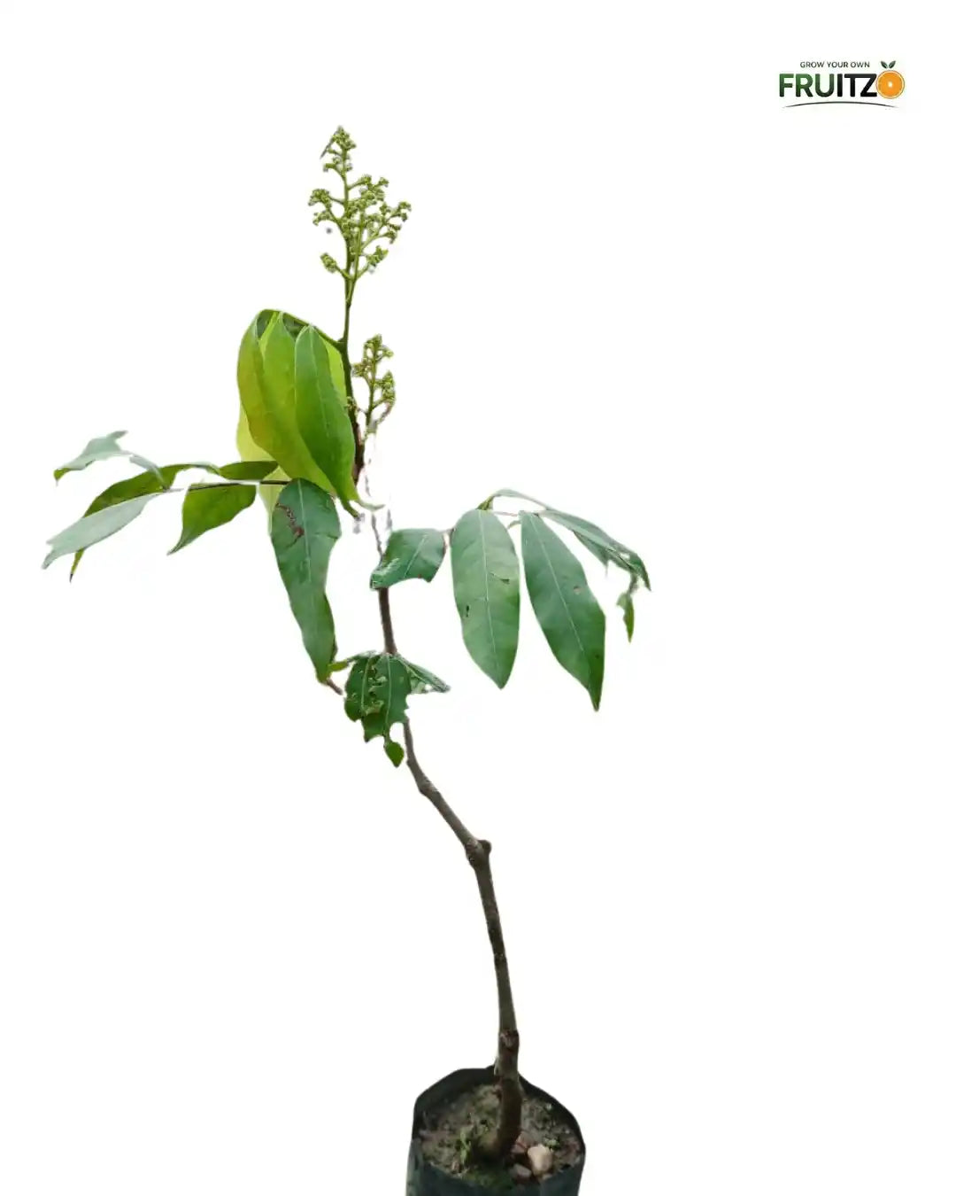 Muzaffarpur Shahi Litchi Grafted Fruit Plant 1 - 2 Feet For Home And Terrace Garden