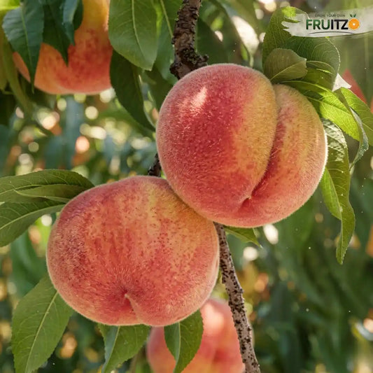 Premium Hybrid Sweet Peach Live Plant (Prunus persica) for Home & Terrace Gardening