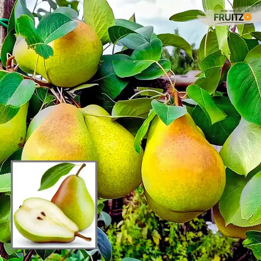 Premium Hybrid Pear (Naspati) Live Plant - Sweet & Crunchy Grafted Variety  for Home & Terrace Gardening
