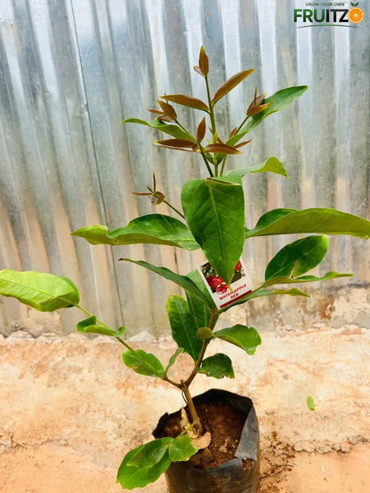 Red Water Apple Grafted Plant For Home & Terrace Gardening