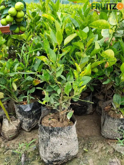 3 All-Time Grafted Lemon Variety Combo For Terace & Home Garden | pack of 3