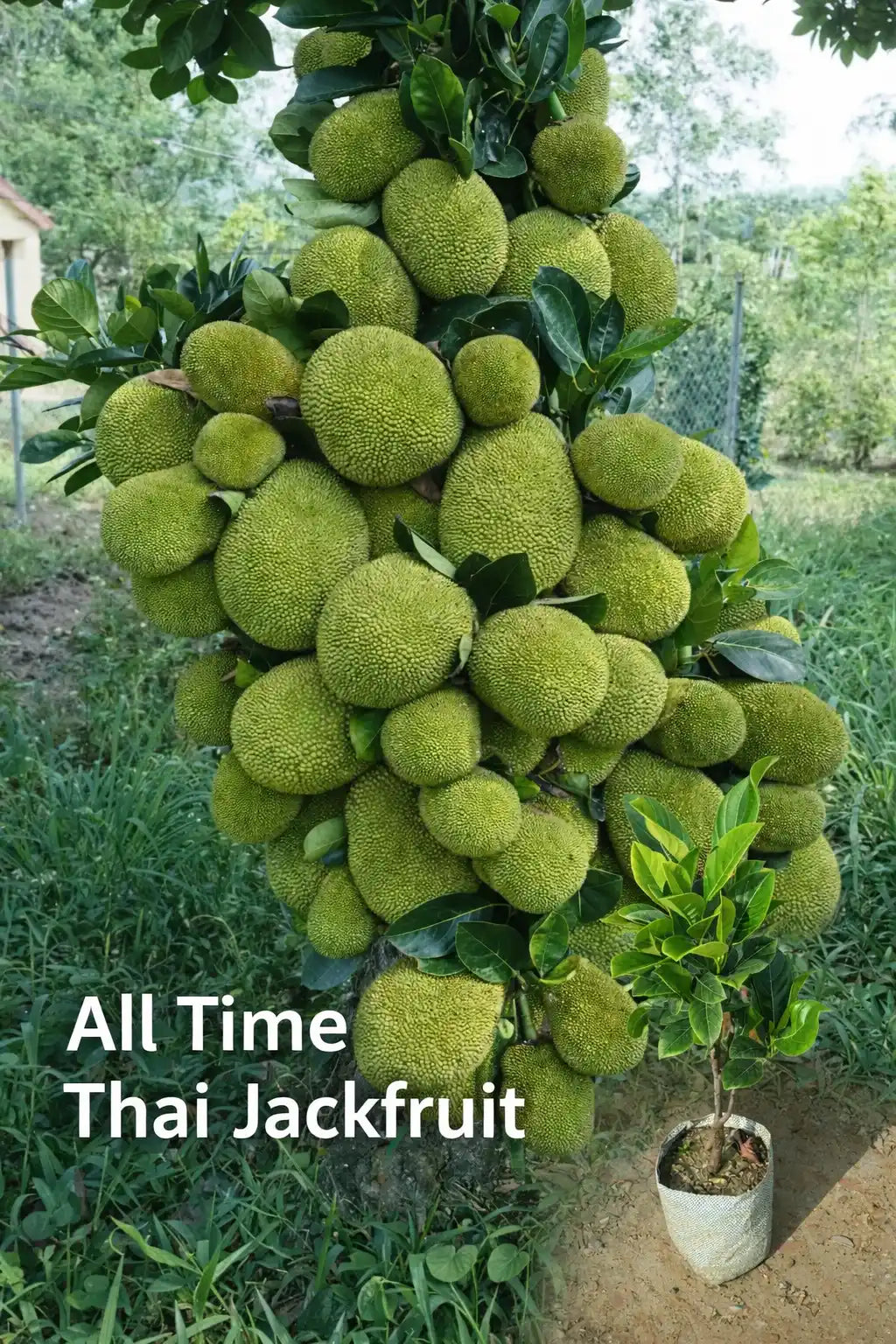 Thai All Time Jackfruit Grafted Plant 1.5 -2 Feet