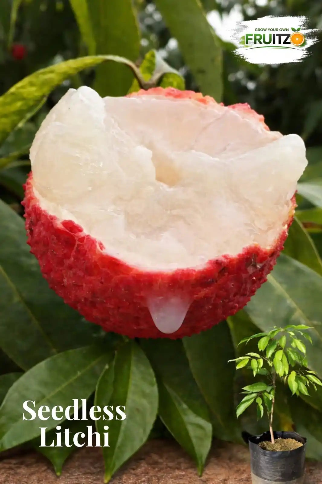 Seedless Litchi Grafted Fruit Plant 1 - 2 Feet For Home & Terrace Garden