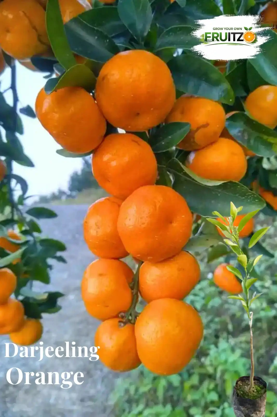Darjeeling Orange Grafted Plant 1 - 2 Feet  for Home Garden