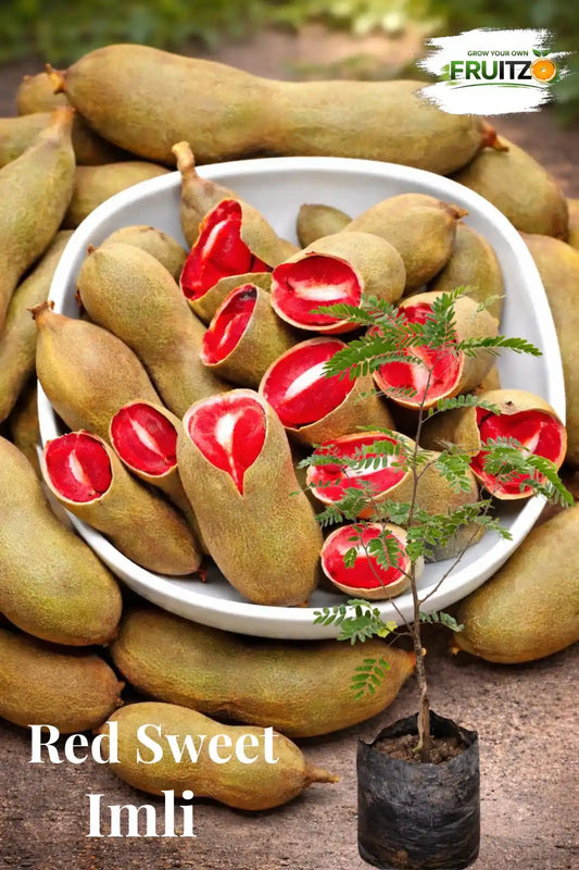 Red Sweet Imli Fruit Plant (Grafted)  for Home & Terrace Gardening