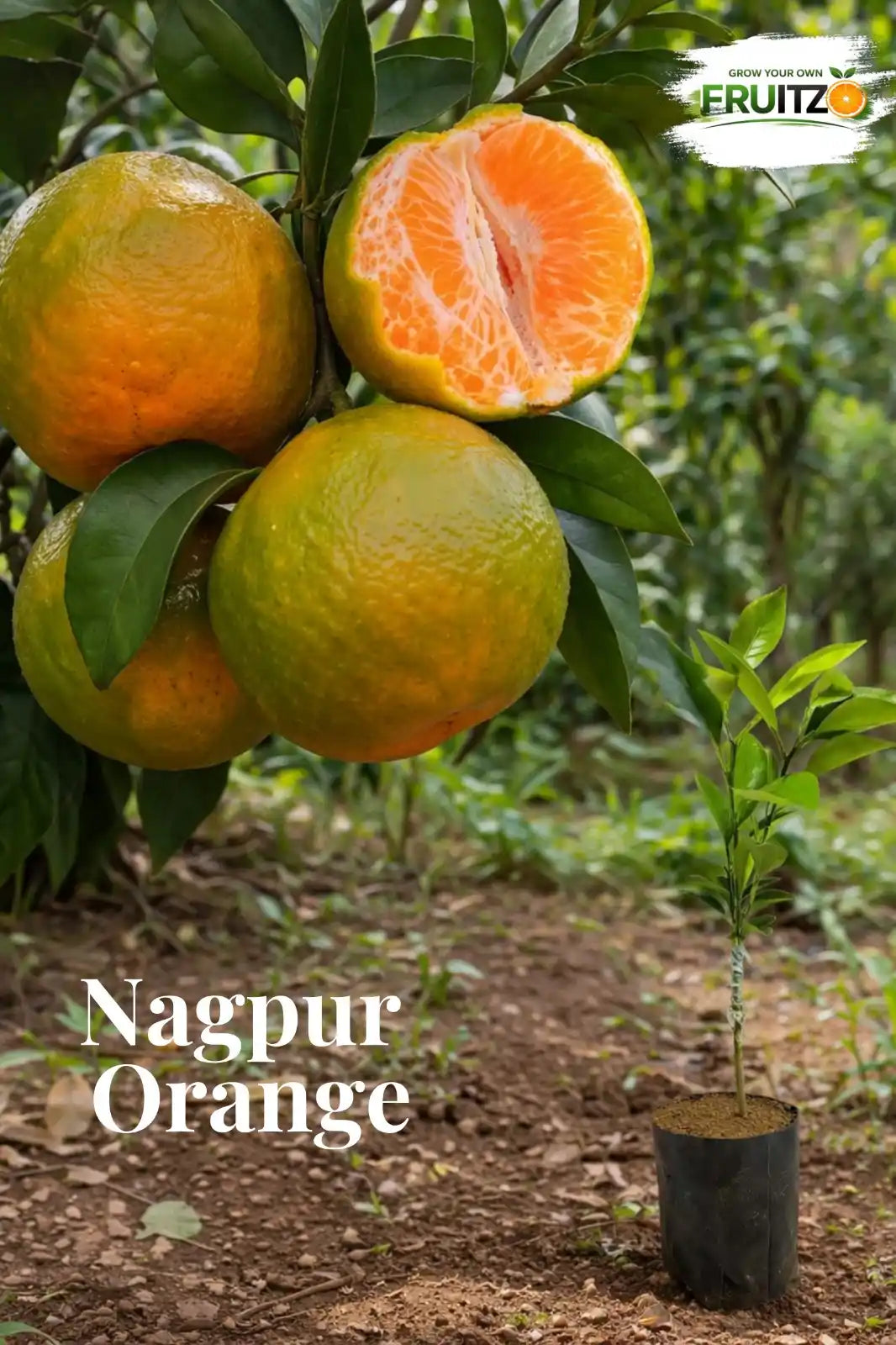 Nagpur Orange Grafted Plant 1.5-2 Feet for Indian Homes and Gardens