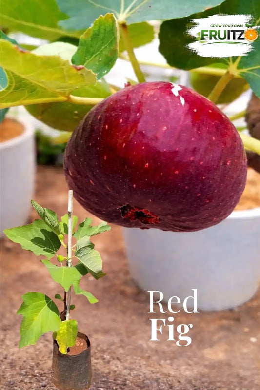 Red Khurtmani Israel Fig Grafted Plant for Home & Terrace Gardening