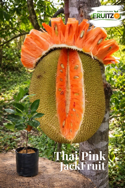 Thai Pink Jack Fruit Plant (All season Fruits) Grafted plant for Home & Terrace Gardening