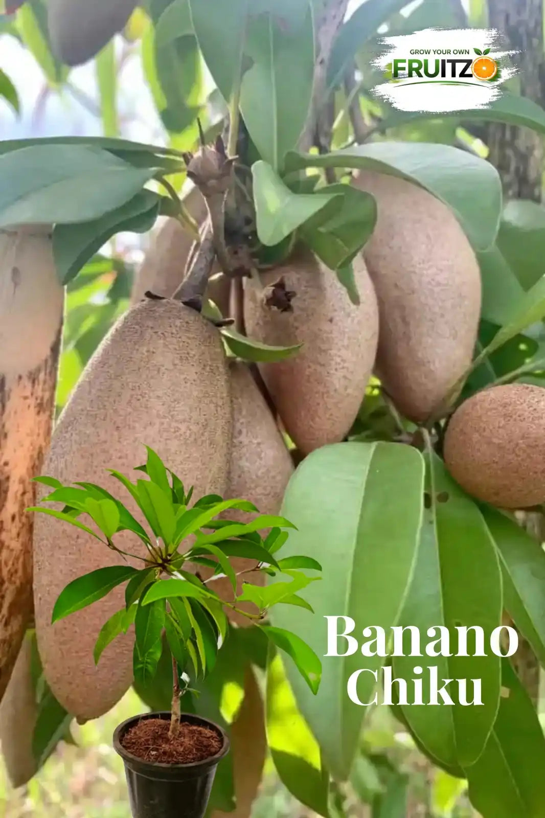 Banana Chikoo Grafted Plant 1.5 - 2 Feet Perfect for home garden