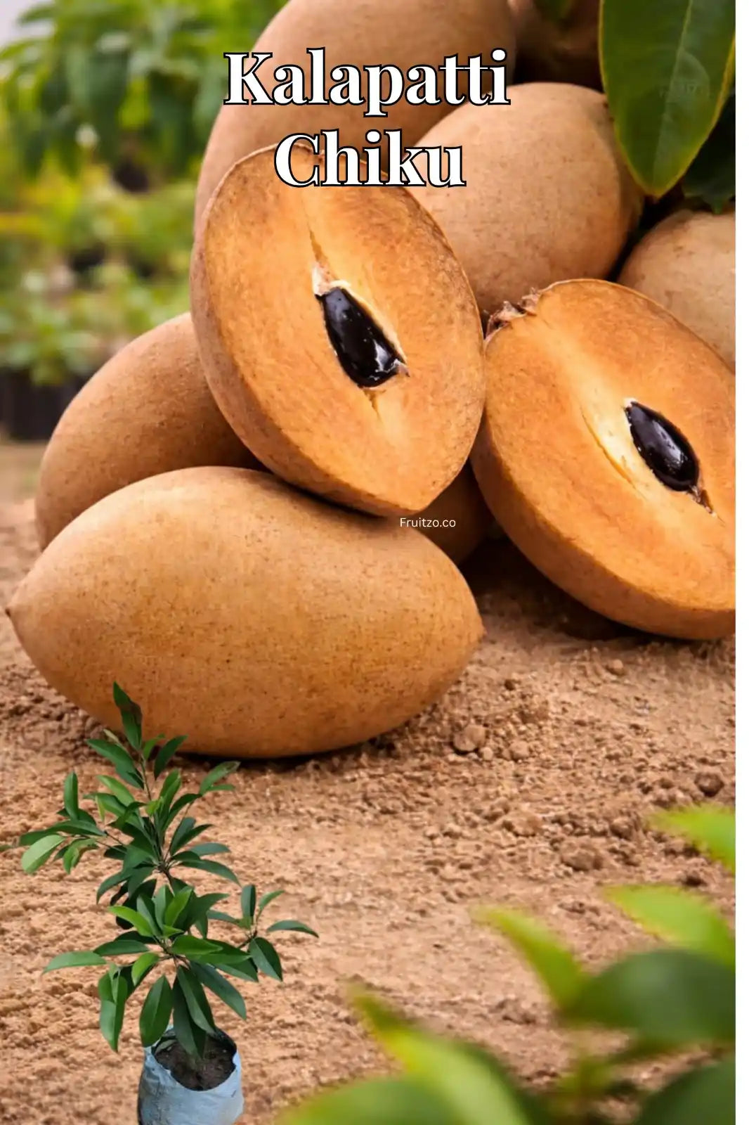 Kalapatti Chiku Grafted plant 1- 2 Feet For Home And Terrace Garden