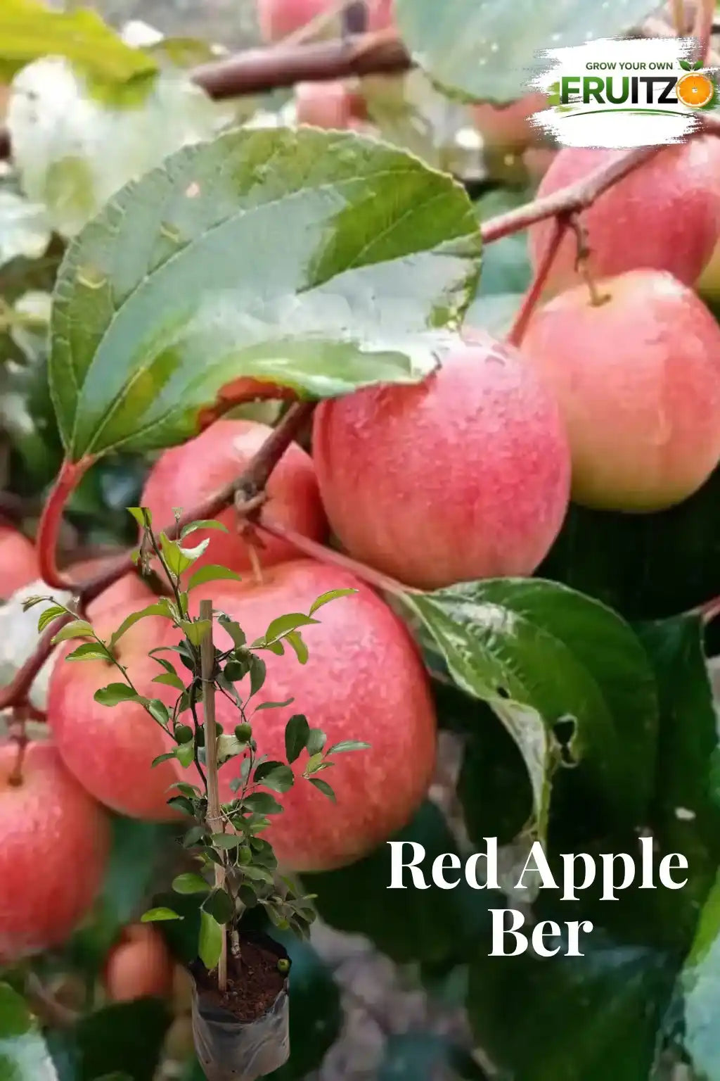 Red Kashmiri Apple Ber Grafted Plant 1 Feet  Perfect for Home Gardens
