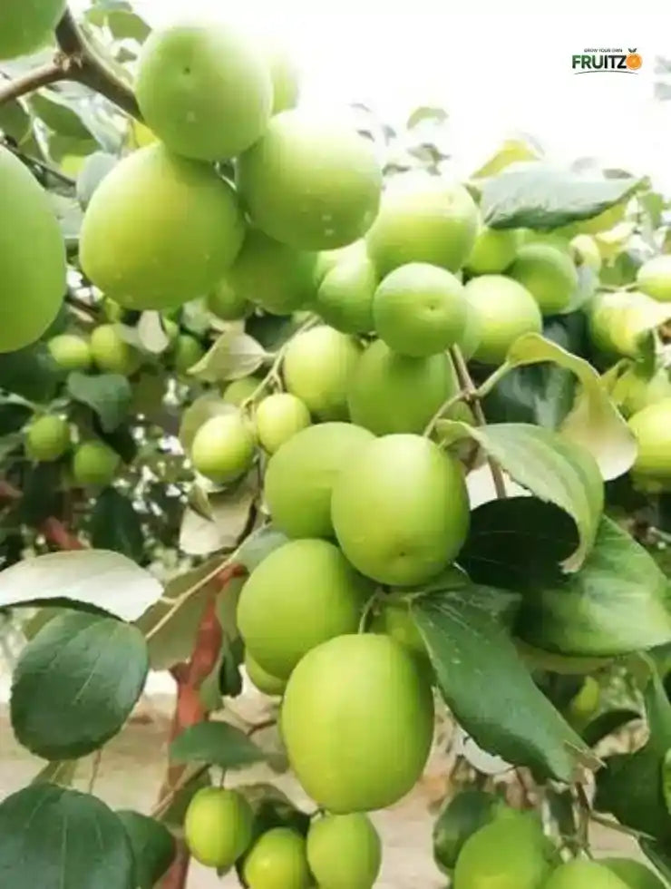 Kashmir Green Apple Ber – Crisp, Sweet & High-Yield  Grafted Fruit Plant for Home & Terrace Gardening