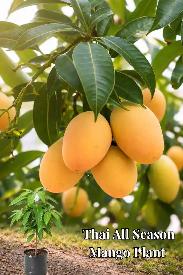 Thai All Season Grafted Mango Plant 1.5 - 2 Feet