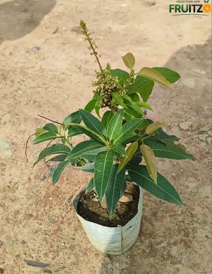 Thai All Season Grafted Mango Plant 1.5 - 2 Feet
