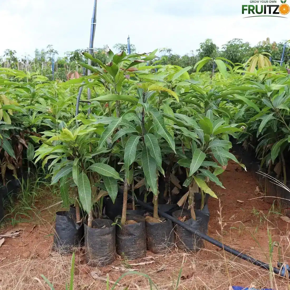 Thai All Season Grafted Mango Plant 1.5 - 2 Feet