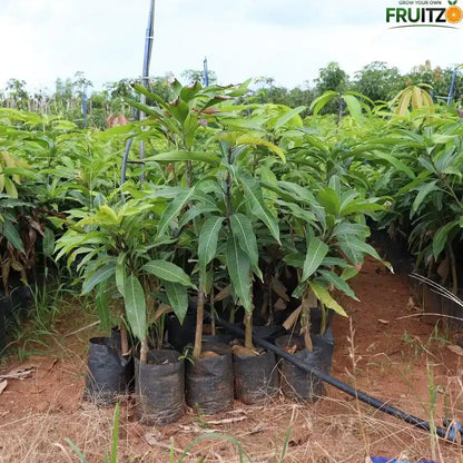 Thai All Season Grafted Mango Plant 1.5 - 2 Feet