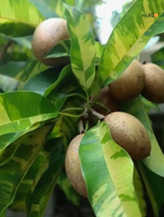 Variegated Chiku/Sapota Grafted Plant For Home & Terrace Gardening