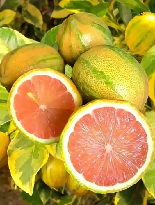 Variegated Grafted Lemon For Home Garden & Terrace Gardening