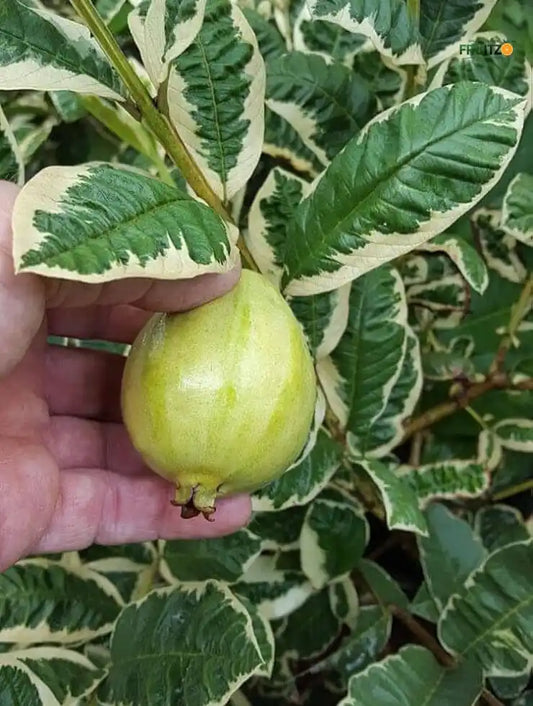 Variegated Guava Grafted Plant For Home And Terrace Gardening