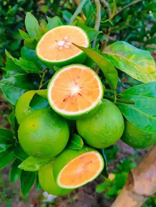 Vietnam Malta Mosambi Grafted Fruit Plant forfor Home & Terrace Gardening