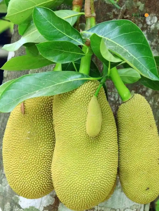 Vietnam Super Early Jackfruit (Grafted) – Premium H for Home & Terrace Gardening