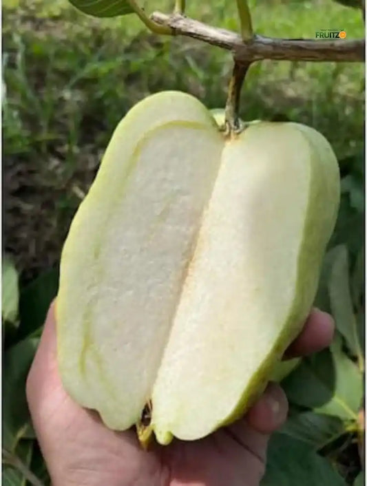 White Diamond Grafted Guava Plant For Home & Terrace Gardening