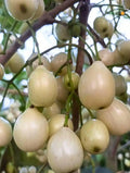 All Time White Jamun Rare Variety Fruit Grafted Plant For  Home Garden