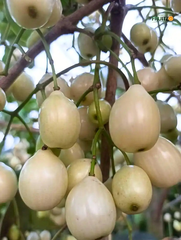 All Time White Jamun Rare Variety Fruit Grafted Plant For  Home Garden