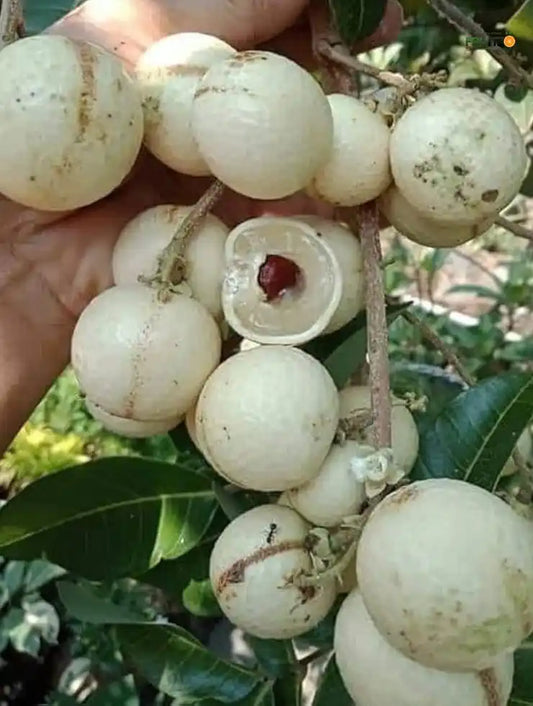 White Longon Grafted Fruit Plant For Home | Terrace Gardening