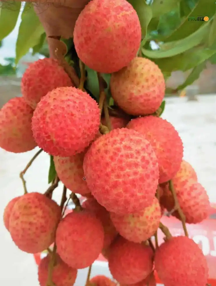 Muzaffarpur Shahi Litchi Grafted Fruit Plant 1 - 2 Feet For Home And Terrace Garden