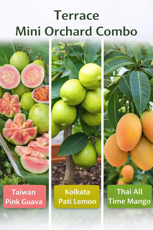 Terrace Mini Orchard Combo Grafted & Healthy Plants  for Home & Terrace Gardening (1.5--2.5'ft)