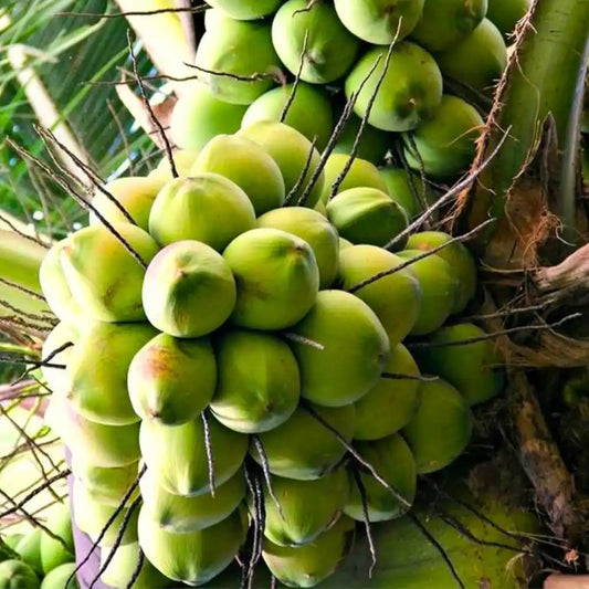 Chandra Laksha coconut plants 2.5-3Feet for Home & Terrace Gardening